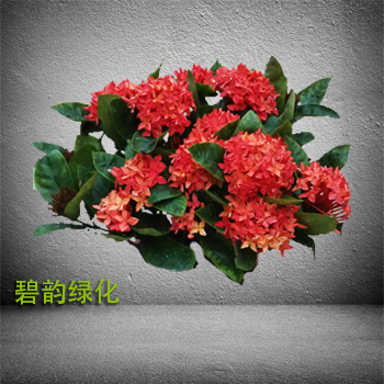 龙船花